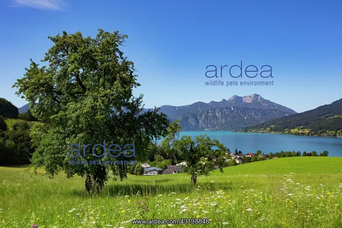 : Seefeld am Attersee with Schafberg, Salzkammergut : Seefeld am Attersee with Schafberg, Salzkammergut