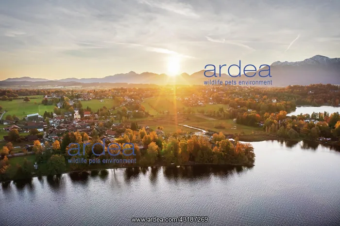 : Seehausen am Staffelsee, sunrise in autumn, drone : Seehausen am Staffelsee, sunrise in autumn, drone