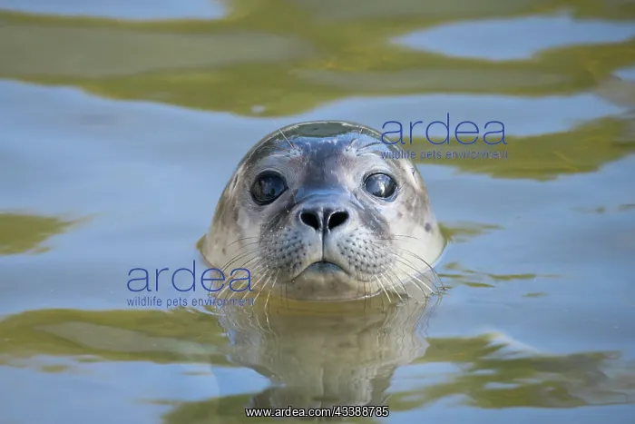 : Seehund Portraet Common Seal portrait : Seehund Portraet Common Seal portrait