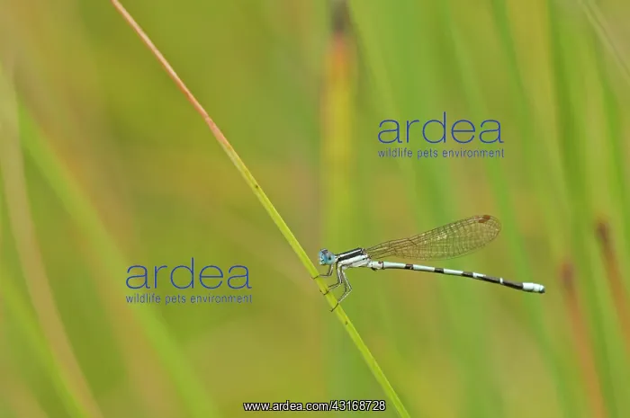 : Seepage Damselfly : Seepage Damselfly