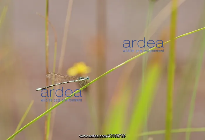 : Seepage Damselfly : Seepage Damselfly