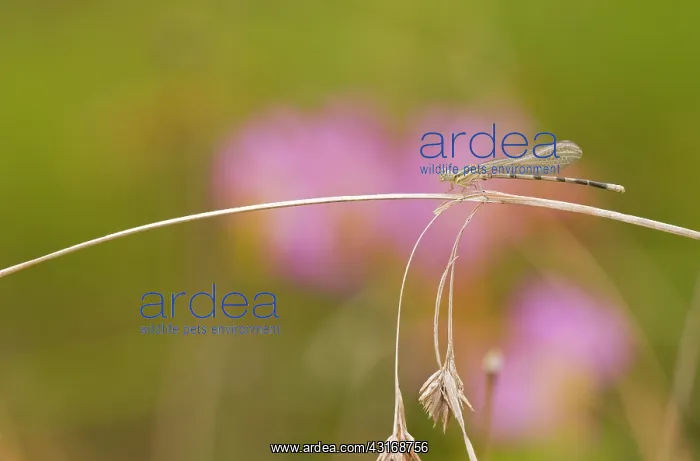 : Seepage Damselfly : Seepage Damselfly