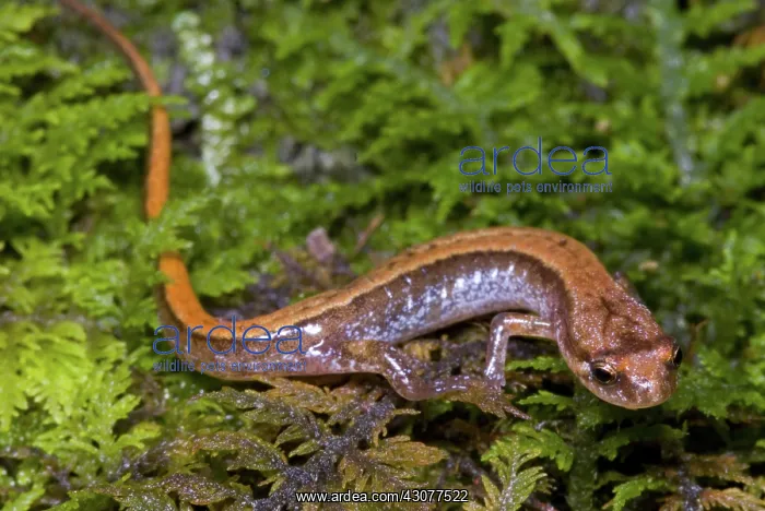 : Seepage Salamander : Seepage Salamander