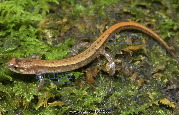 : Seepage Salamander : Seepage Salamander