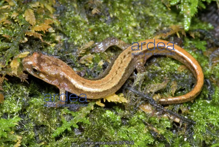 : Seepage Salamander : Seepage Salamander
