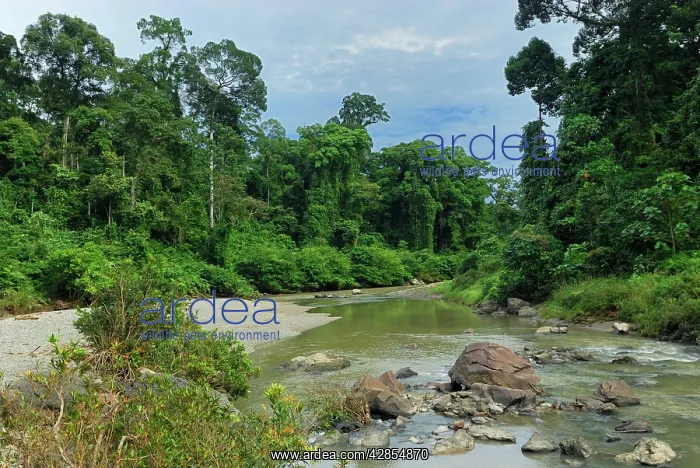 : Segama river at lowland rainforest of Danum Valley : Segama river at lowland rainforest of Danum Valley