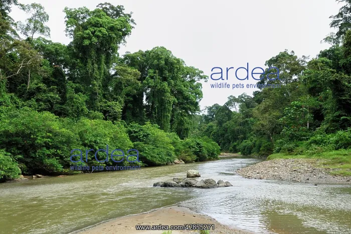 : Segama river at lowland rainforest of Danum Valley : Segama river at lowland rainforest of Danum Valley