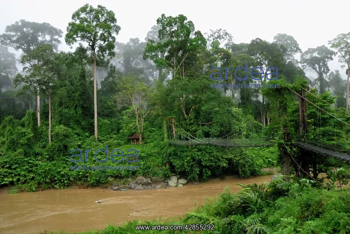 : Segama river at lowland rainforest of Danum Valley : Segama river at lowland rainforest of Danum Valley