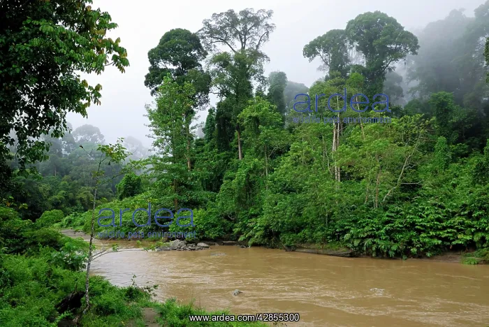 : Segama river at lowland rainforest of Danum Valley : Segama river at lowland rainforest of Danum Valley