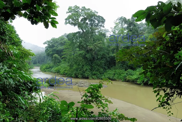 : Segama river at lowland rainforest of Danum Valley : Segama river at lowland rainforest of Danum Valley