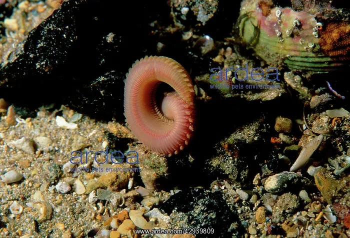 : Segmented worm moving into a burrow : Segmented worm moving into a burrow