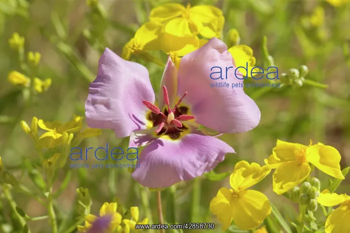 : Sego / Winding Mariposa Lily and Gordon's / Bladderpod : Sego / Winding Mariposa Lily and Gordon's / Bladderpod