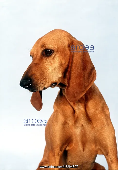 : Segugio Italiano DOG - head and shoulders : Segugio Italiano DOG - head and shoulders