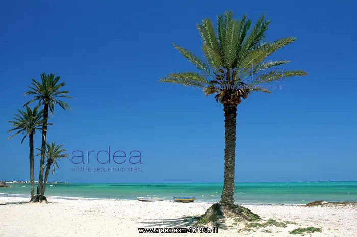 : Seguia Beach, Djerba, Tunisia, Africa : Seguia Beach, Djerba, Tunisia, Africa