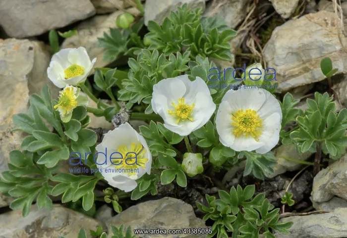 : Seguiero'ns buttercup, Ranunculus seguieri on li : Seguiero'ns buttercup, Ranunculus seguieri on li