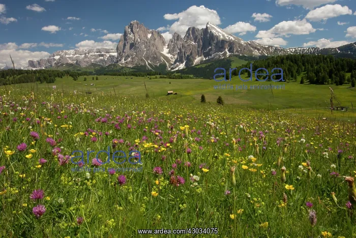  : Seiser Alm  /  Alpe di Suisi with flowery grassland