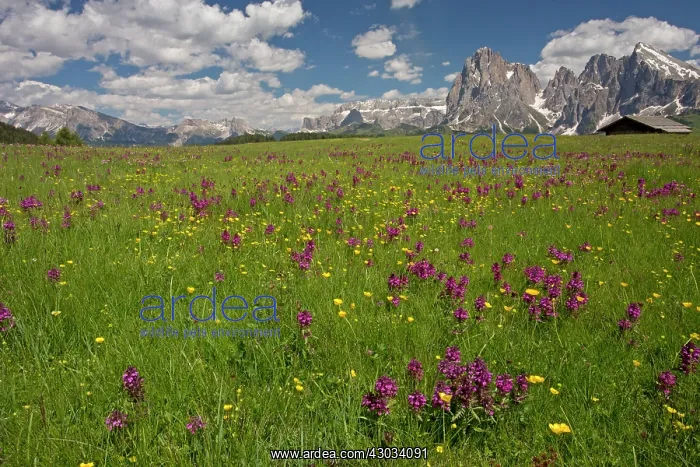 : Seiser Alm / Alpe di Suisi with Whorled Lousewort : Seiser Alm / Alpe di Suisi with Whorled Lousewort