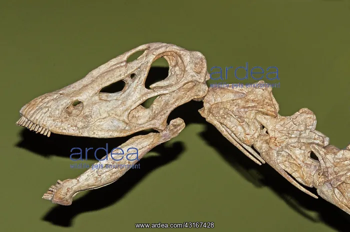: Seismosaurus Skull Fossil : Seismosaurus Skull Fossil