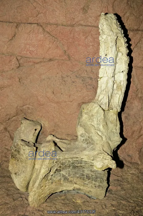 : Seismosaurus Vertebrae Fossil : Seismosaurus Vertebrae Fossil