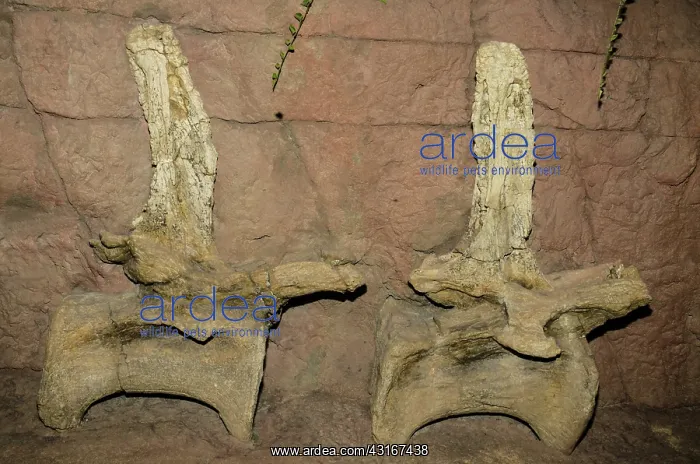 : Seismosaurus Vertebrae Fossils : Seismosaurus Vertebrae Fossils