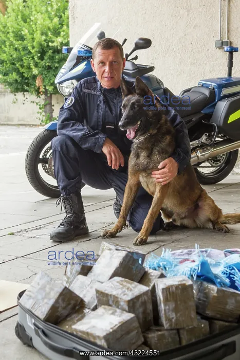 : Seizure of cannabis resin - France : Seizure of cannabis resin - France