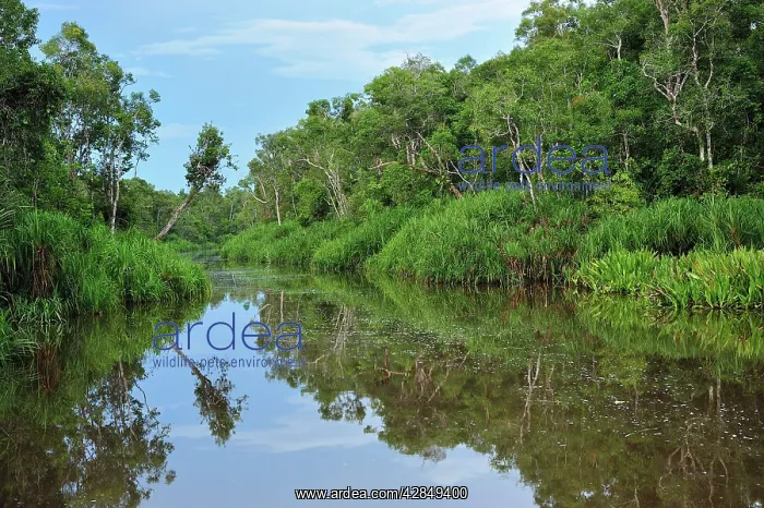 : Sekonyer river with forest - Tanjung Puting National Park : Sekonyer river with forest - Tanjung Puting National Park