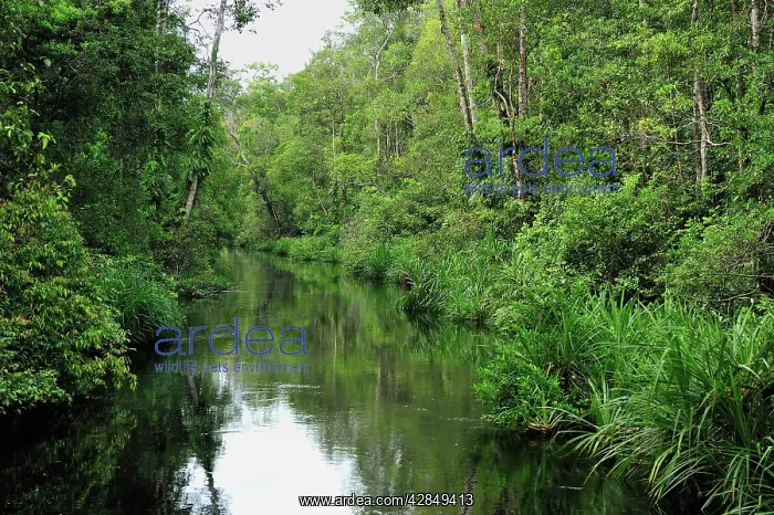  : Sekonyer river with forest - Tanjung Puting National Park