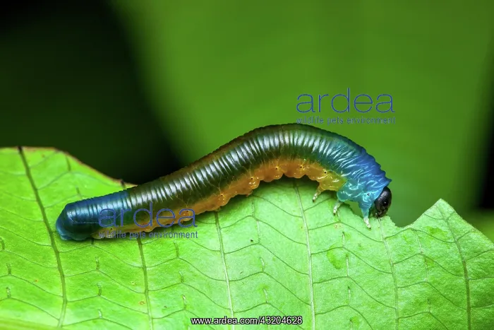 : Selandriine Sawfly (Selandriinae sp) larva on a : Selandriine Sawfly (Selandriinae sp) larva on a