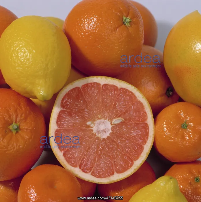 : A selection of citrus fruits : A selection of citrus fruits
