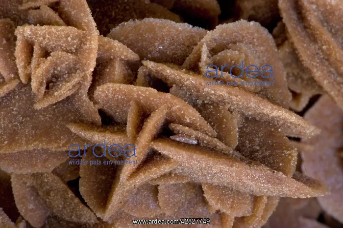 : Selenite - 'Desert Rose' : Selenite - 'Desert Rose'