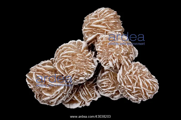 : Selenite rose a form of gypsum : Selenite rose a form of gypsum