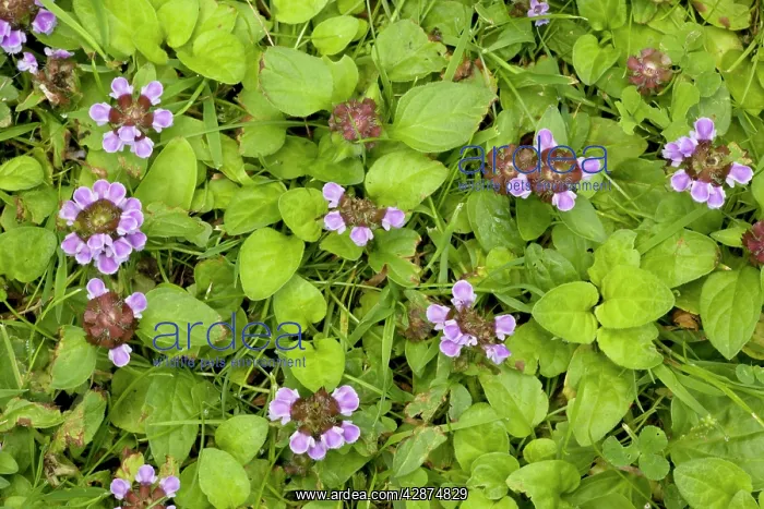  : Self-heal (Prunella vulgaris)