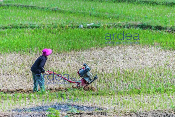 : Self-sufficient labor-intensive farming in Ha Giang : Self-sufficient labor-intensive farming in Ha Giang