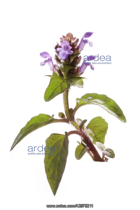 : Selfheal, Prunella vulgaris : Selfheal, Prunella vulgaris