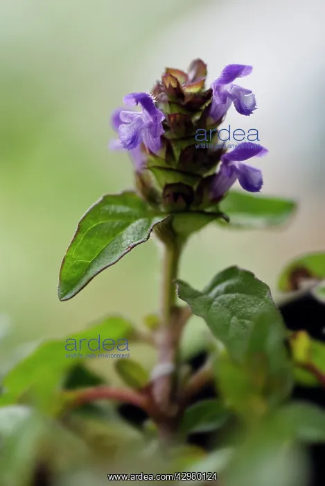 : Selfheal, Prunella vulgaris : Selfheal, Prunella vulgaris