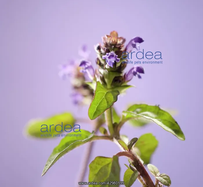 : Selfheal, Prunella vulgaris : Selfheal, Prunella vulgaris