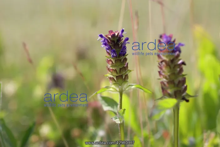 : Selfheal, Prunella vulgaris : Selfheal, Prunella vulgaris