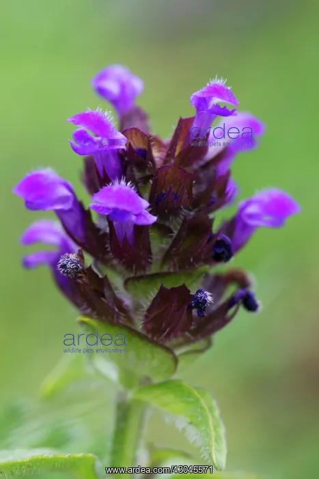 : Selfheal, Prunella vulgaris : Selfheal, Prunella vulgaris