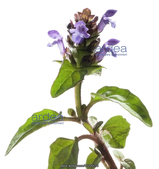 : Selfheal, Prunella vulgaris : Selfheal, Prunella vulgaris