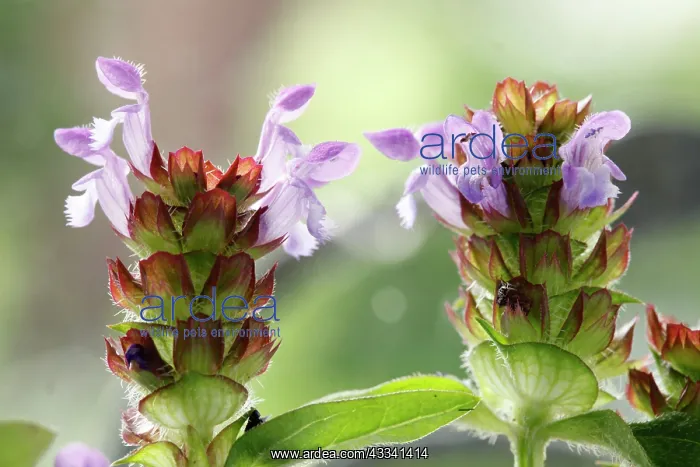 : Selfheal : Selfheal