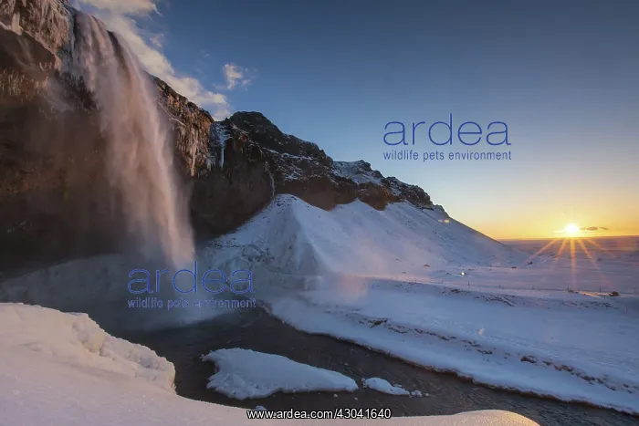 : Seljalandfoss Waterfall (66m high) in winter : Seljalandfoss Waterfall (66m high) in winter
