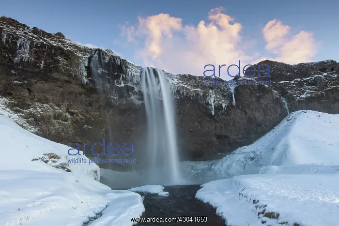 : Seljalandfoss Waterfall (66m high) in winter : Seljalandfoss Waterfall (66m high) in winter