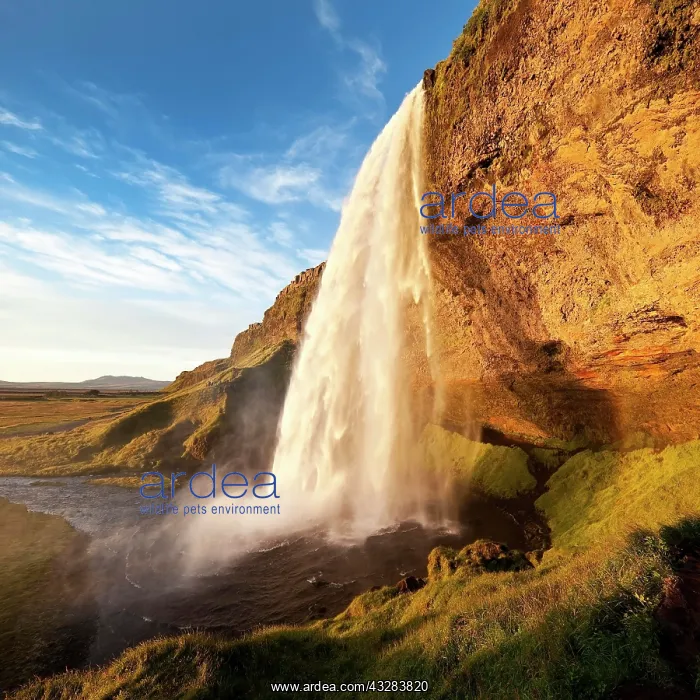 : Seljalandsfoss waterfall in the evening light, Seljalandsa : Seljalandsfoss waterfall in the evening light, Seljalandsa