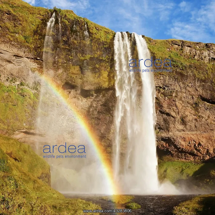 : Seljalandsfoss waterfall with rainbow, Seljalandsa : Seljalandsfoss waterfall with rainbow, Seljalandsa