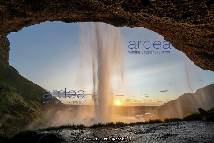 : Seljalandsfoss waterfall at sunset, South Iceland, I : Seljalandsfoss waterfall at sunset, South Iceland, I