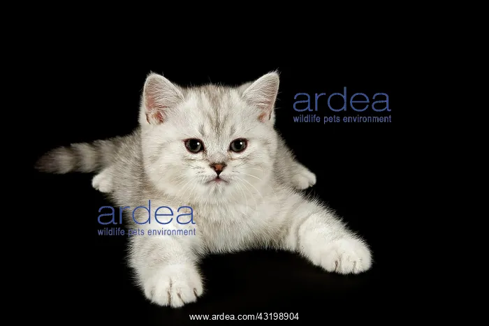 : Selkirk Rex, cat breed, kitten, 8 weeks, fur colour : Selkirk Rex, cat breed, kitten, 8 weeks, fur colour