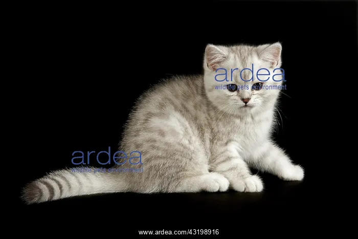 : Selkirk Rex, cat breed, kitten, 8 weeks, fur colour : Selkirk Rex, cat breed, kitten, 8 weeks, fur colour