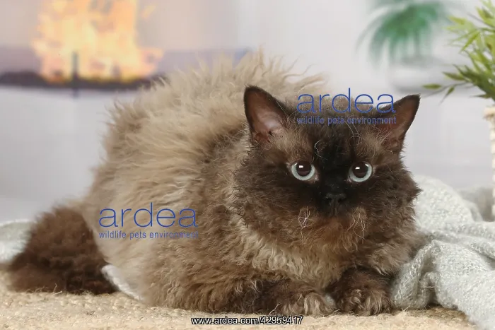 : Selkirk Rex cat indoors : Selkirk Rex cat indoors