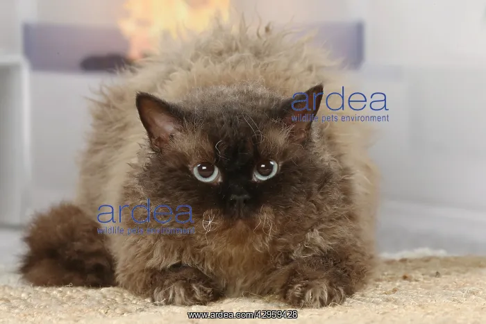 : Selkirk Rex cat indoors : Selkirk Rex cat indoors