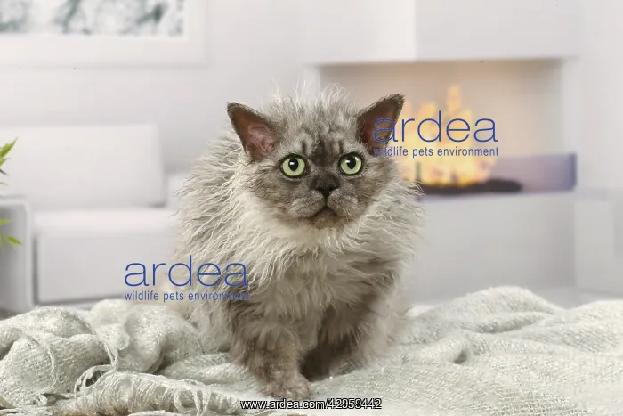 : Selkirk Rex cat indoors : Selkirk Rex cat indoors